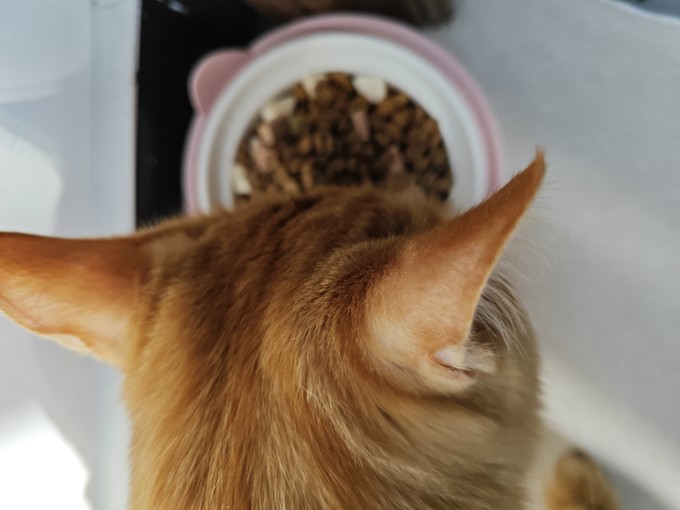 猫咪干粮