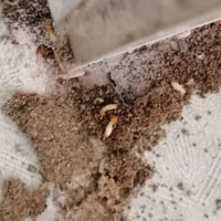 家里有白蚁怎么能彻底消灭