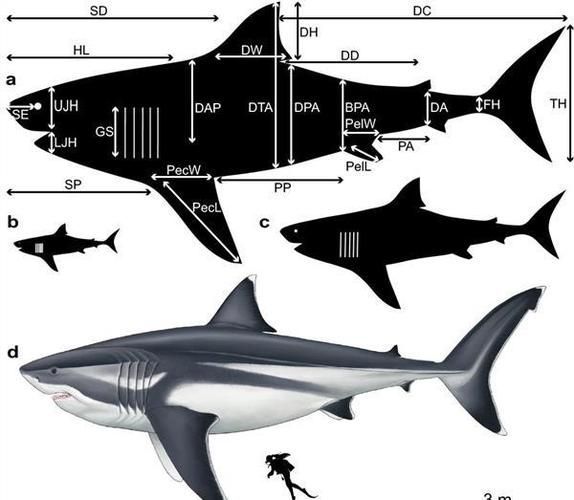巨齿鲨大小对比图片