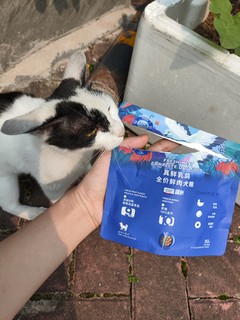 蓝氏乳鸽狗粮，小母猫埋头苦干的吃吃