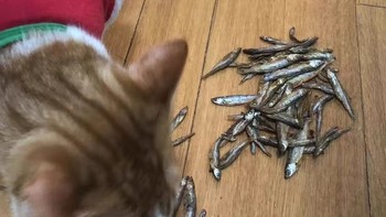 猫咪也爱零食！淡水小鱼干试吃礼包，让主子欲罢不能