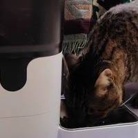 猫狗自动喂食器猫咪宠物智能定时定量投喂器猫粮狗粮喂食机可视频