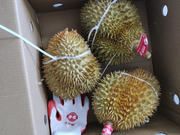 佳农榴莲首购完犊子了～