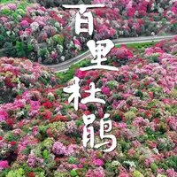 春和景明的盛宴：贵州毕节的百里杜鹃