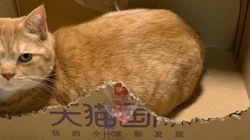 猫咪为何喜爱纸箱
