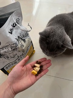 挑剔的猫咪也能满意的好猫粮