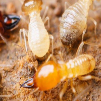 除一次白蚁能够维持多少久的效果