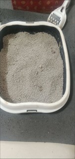 流浪猫救助协会，猫砂就选低粉尘