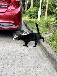 投喂流浪猫时也需要注意，投喂后请收拾好现场