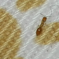 怎样能避免床上有蚂蚁