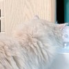 猫咪喝水太重要！自动饮水机选购秘籍曝光！