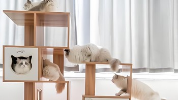 猫抓板选购指南：不同种类解析，让你的猫咪更幸福