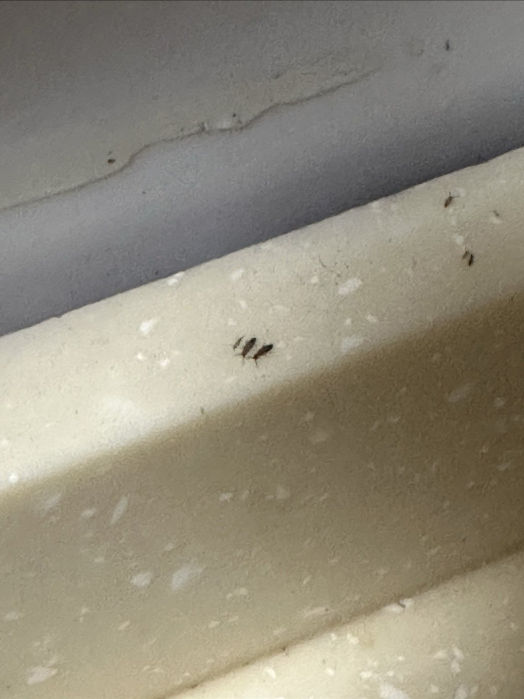 求助,我在厨房看到这些小虫子,我该使用什么工具或杀虫剂来除虫啊