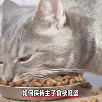 如何才能保持猫咪的旺盛食欲