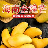 海南三亚超大芒果试吃