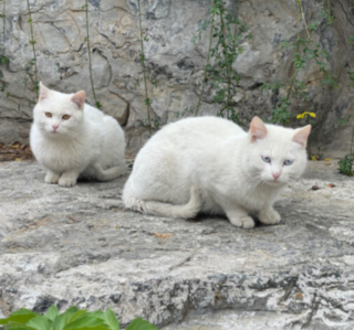 卫仕猫粮能让康康和喵喵握个爪嘛