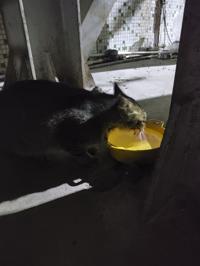 今天你给小流浪留干净的水了吗？ 