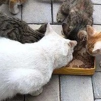 流浪猫收养七步法
