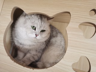 猫咪生无可恋的表情