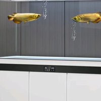 神奇！这些鱼缸设计让你家秒变网红景点