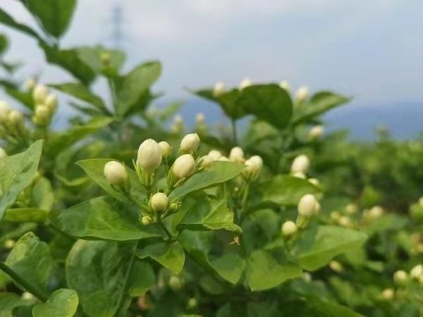 老公选的衣服，还不错👒