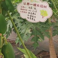 谁说北方不能采摘木瓜，来摘冰川王木瓜！