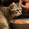 猫咪换粮需谨慎！这些要点你注意了吗？
