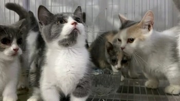 探索麦富迪BARF猫粮奥秘：生骨肉冻干双拼，满足成猫挑剔味蕾！