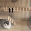流浪猫救助协会！蒂乐森木猫别墅柜子防水别墅玻璃家用实猫笼子猫房子自由空间木质猫柜 