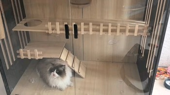 流浪猫救助协会！蒂乐森木猫别墅柜子防水别墅玻璃家用实猫笼子猫房子自由空间木质猫柜 