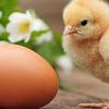 无壳鸡蛋可以孵化小鸡吗？