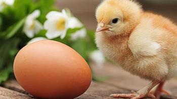 无壳鸡蛋可以孵化小鸡吗？