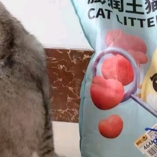 爱干净的猫咪