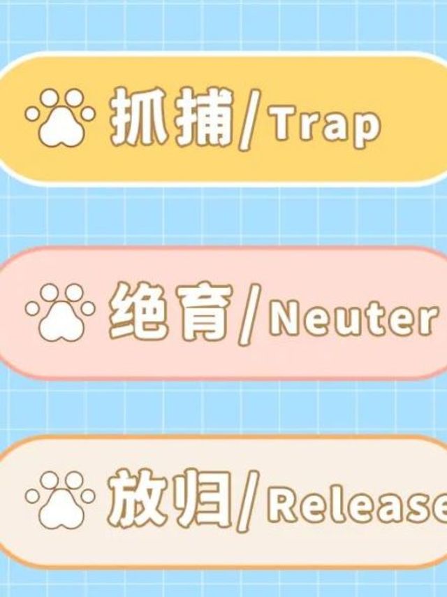 流浪猫绝育计划-TNR