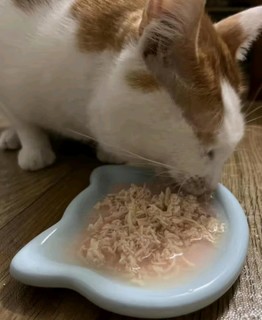 让猫猫好好吃饭