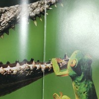 DK博物大百科—自然界的视觉盛宴