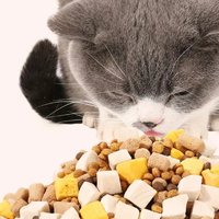 猫粮新选择，让爱宠更健康！