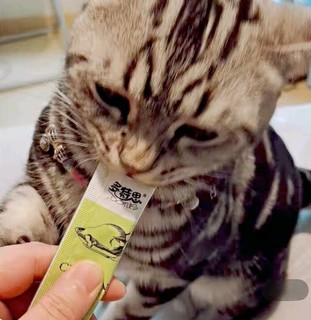 💫多特思（DOTUS）猫零食猫条，猫咪的味蕾狂欢！🐱