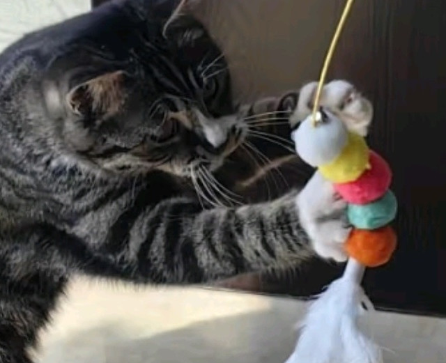 猫咪专属小玩具大全