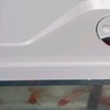 i鱼v,养鱼鱼缸之技研精工（JIYJNJINGGONG）鱼缸客厅小型家用带增氧桌面超白玻璃过滤免换水