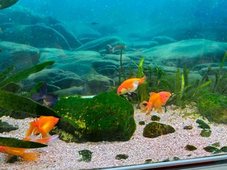 如果水质有问题，金鱼会出现一直在水面呼吸，或者慢慢金鱼的身上长出黑斑。