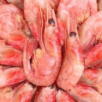 北极甜虾：海洋的珍宝