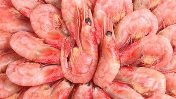 北极甜虾：海洋的珍宝