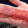 阿根廷红虾：海洋的明珠，鲜美的典范