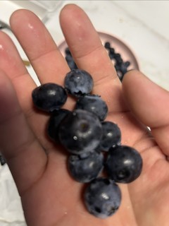 拇指盖大的蓝莓