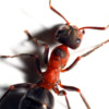 蚂蚁的种类以及灭蚂蚁药最好用什么方法