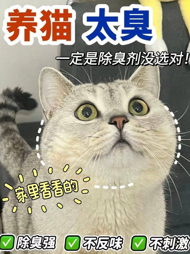 走出除臭陷阱！实现无臭养猫！