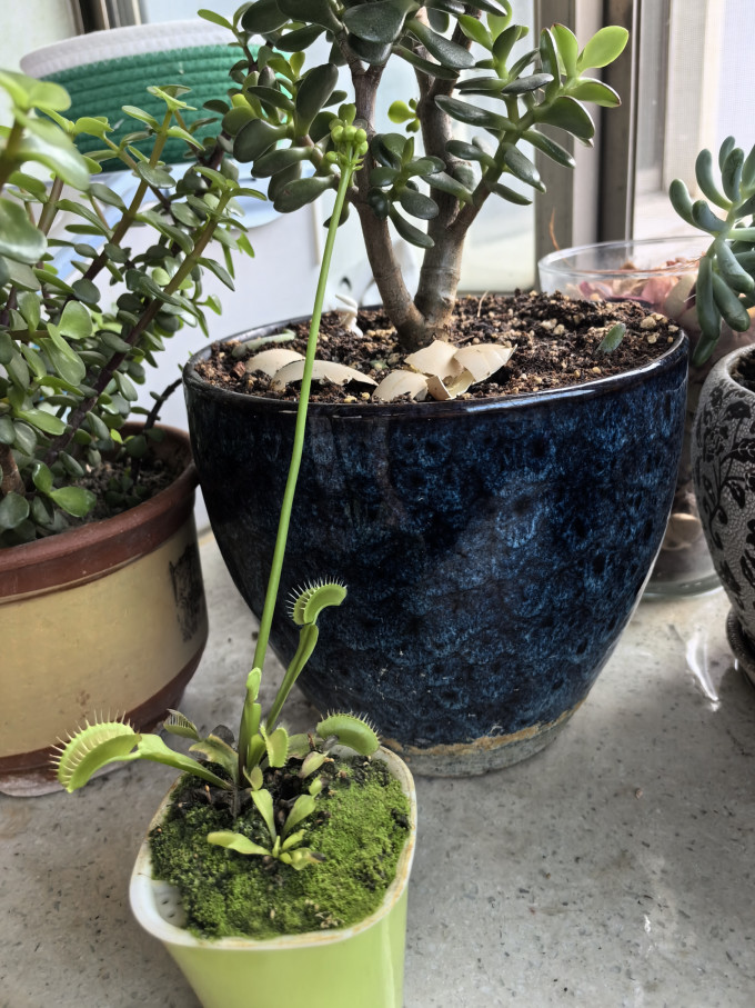 捕蝇草开花见过吗一柱擎天啊