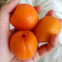 到了杏子成熟的季节啦～甜甜糯糯真好吃