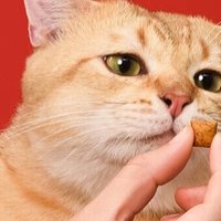小咪咪喜欢吃的猫粮，夹心酥鸡肉蔓越莓口味儿的分享。